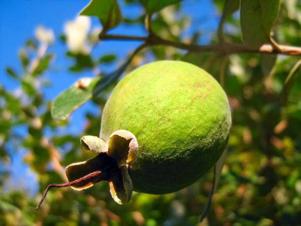 fruta de feijoa en un primer plano de rama - feijoas ripe fruit iodine fotografías e imágenes de stock