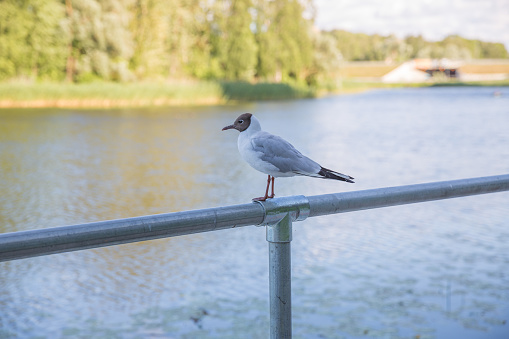 City Riga, Latvia Republic. Seagull sits on an iron railing, surrounded by water and promenade. Juny 28. 2019