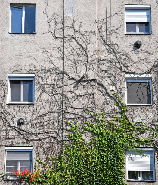 Dry climbing plants on the wall of a building