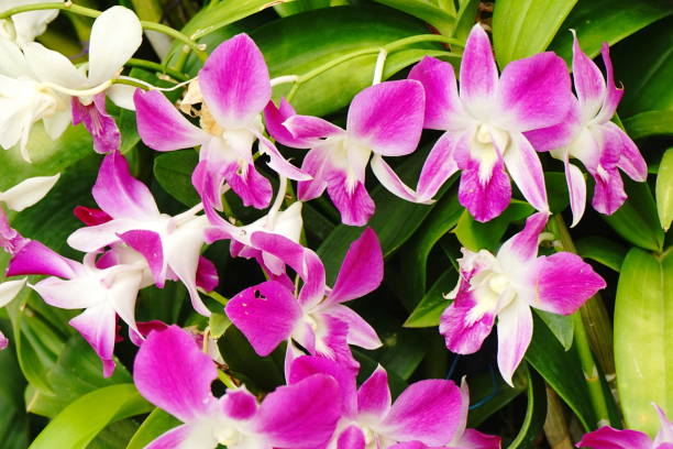 istock close up of a pink orchid 1165042071