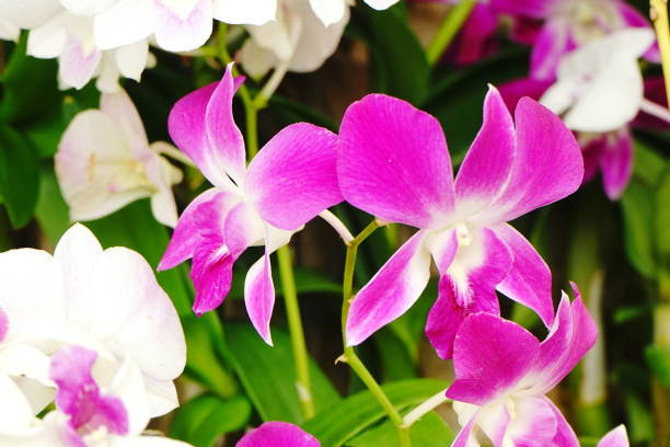 istock Orchid in Garden 1165042094