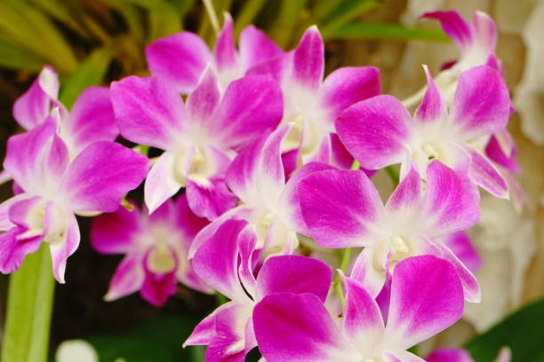 istock Orchid flower pink beautiful In nature 1165042095