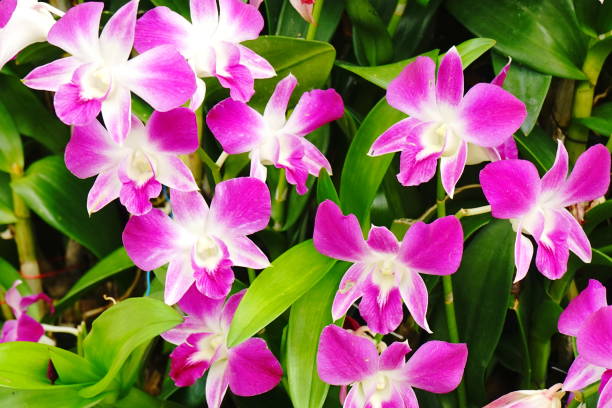 istock Colorful flower Orchids. Beautiful Orchidaceae 1165043009