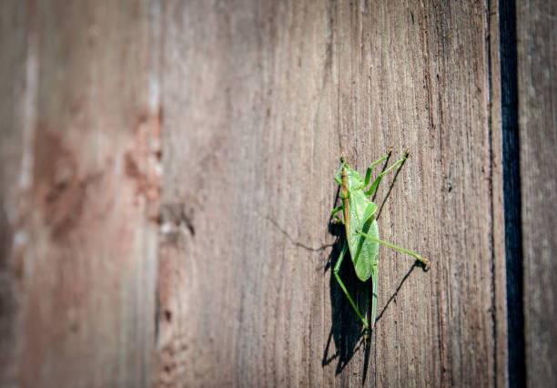 Grasshopper standing on a wooden wall. Animals and wildlife