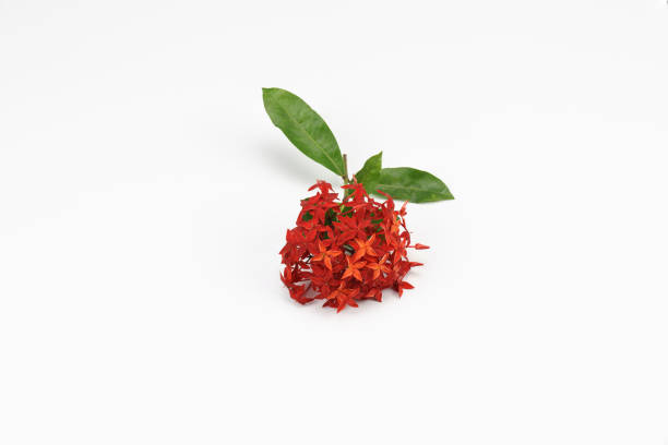 istock Red Ixora flower on white background. 1165044212