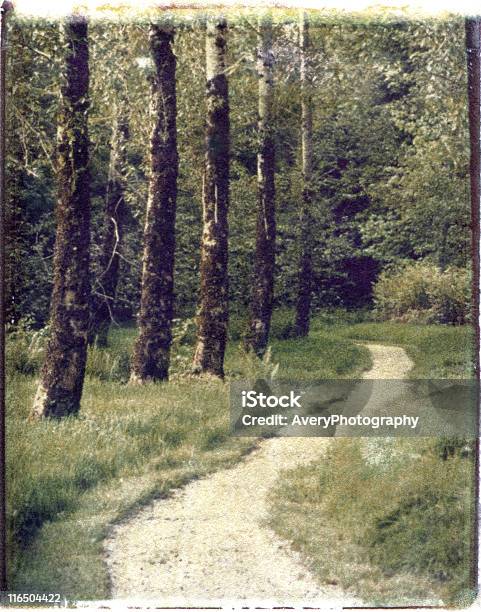 Alberato Percorso - Fotografie stock e altre immagini di Cinque oggetti - Cinque oggetti, Albero, Bosco