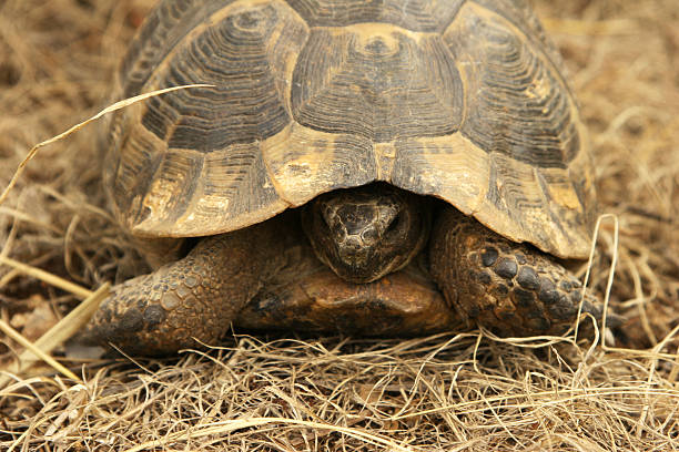 istock The adult tortoise 116504450