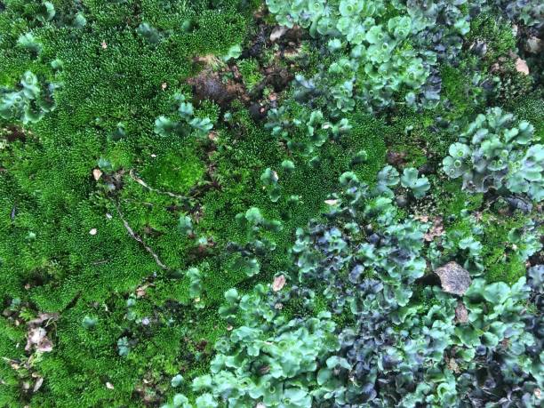 istock liverwort and Philonotis 1165044502