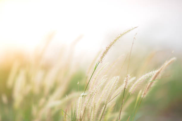istock grass flower blur image with sun flare as abstract background with vintage filter 1165046604