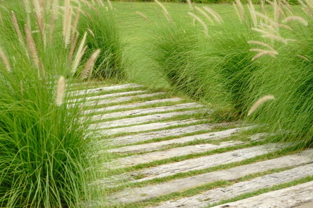 istock Walkway Across in Nature 1165046818
