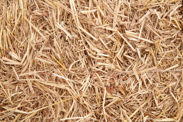 istock dry yellow hay using for agriculture background 1165046873