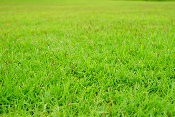 istock Grass field with football sport 1165047026