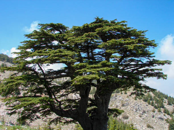 istock Beautiful forest of Cedars tree in Lebanon 1165047986