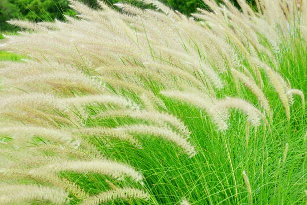 istock Wild Grass flowers in the field 1165048399
