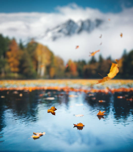 autumn scene with falling leaves - vibrant color nature october park imagens e fotografias de stock