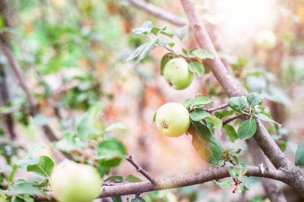 istock Green apple on a tree branch on a beautiful sunny day. Fruit background. Closeup 1165048452