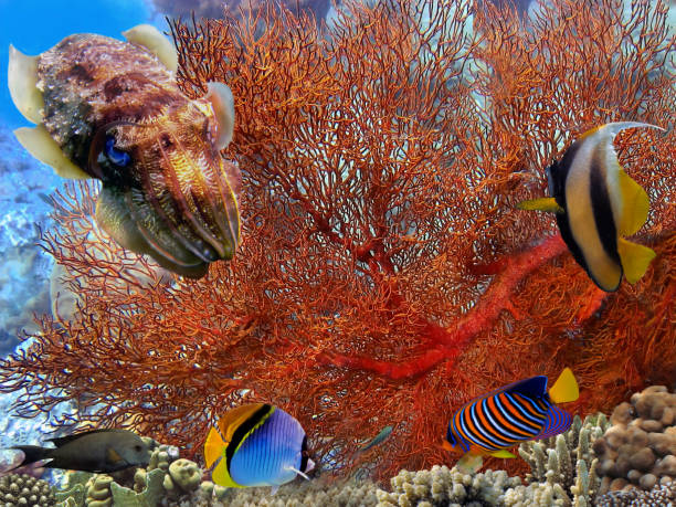 istock Underwater landscape with coral formations 1165049048