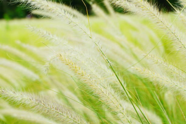 istock Blurred Grass flowers yellow gold background, 1165049369
