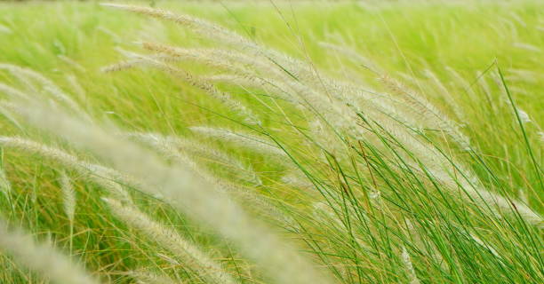 istock Vintage background wild grass flowers in nature 1165049466