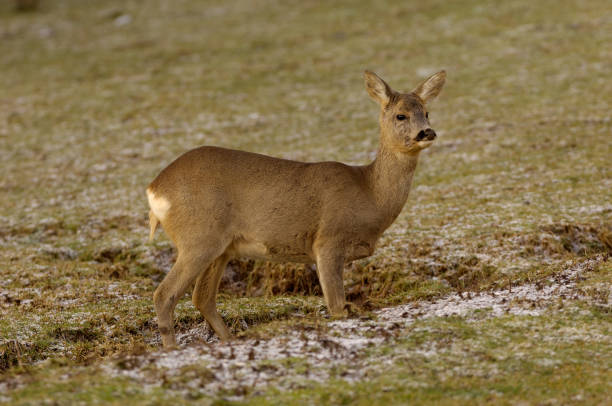 istock female of Roe deer (Capreolus capreolus) 1165049685