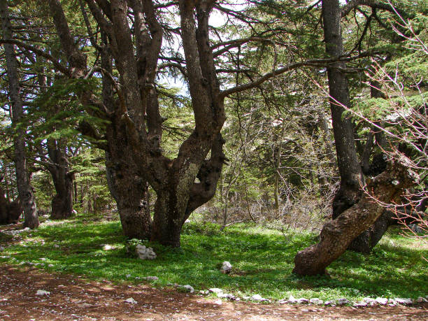 istock Beautiful forest of Cedars tree in Lebanon 1165050313