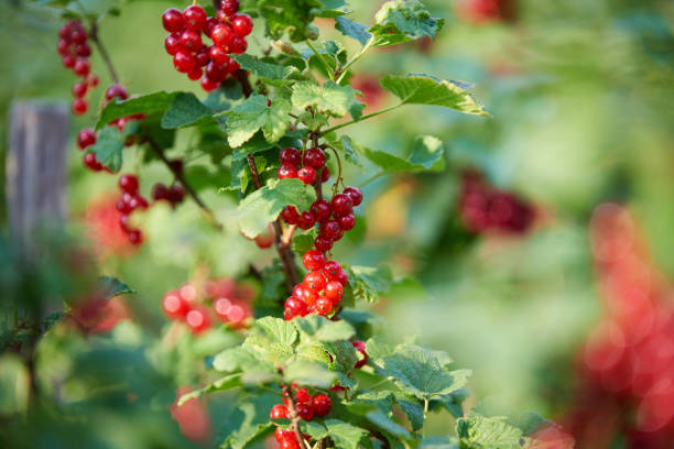 istock Freshly natural red currant growing on a branch 1165050481