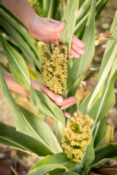 istock Farmer inspecting sorghum ears on a field 1165050749