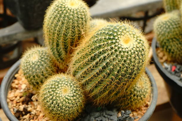 istock Small cactus plants in pot 1165051033