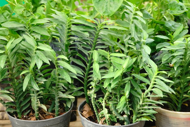 istock Homalocladium platycladum with Green leaf 1165051192