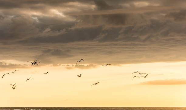 istock Birds in the sky at sunset 1165052436