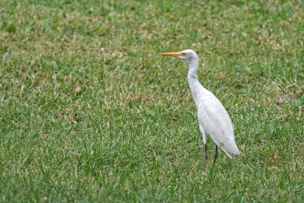 istock Close up Intermediate Egret Standing on The Lawn Isolated on Background 1165053255
