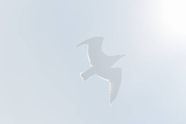 Young Seagull Flying in a a Sunny Bright Sky