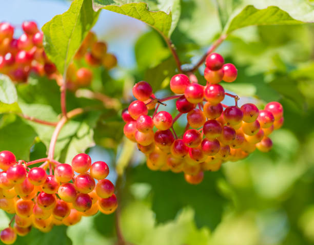 istock Red and Yellow Wolf Berries Growing on a Bush on a Sunny Day 1165053880