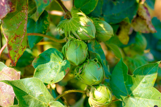 istock Green Cotton field india 1165054793