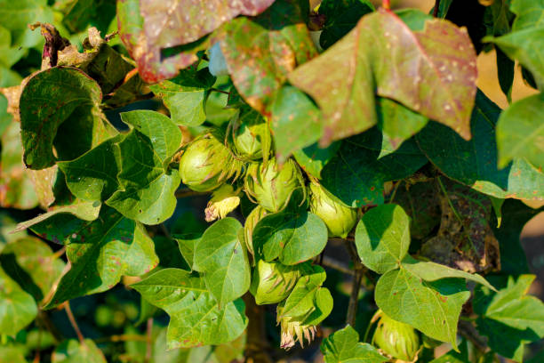 istock Green Cotton field india 1165054804