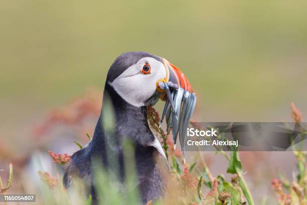 Puffin With Sand Eels Stock Photo - Download Image Now - Animal Wildlife, Beak, Bird