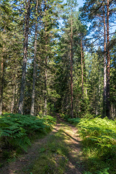istock Beautiful Pine Forest on a Sunny Day in Summer 1165054875