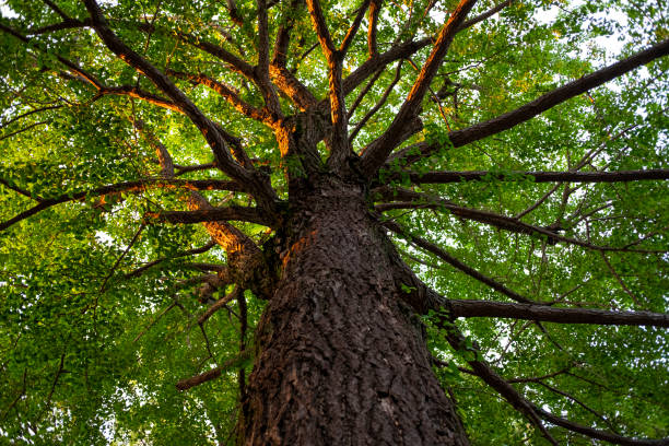 istock Looking up a ginkgo tree being brighten with evening sunlight in summer. 1165055175