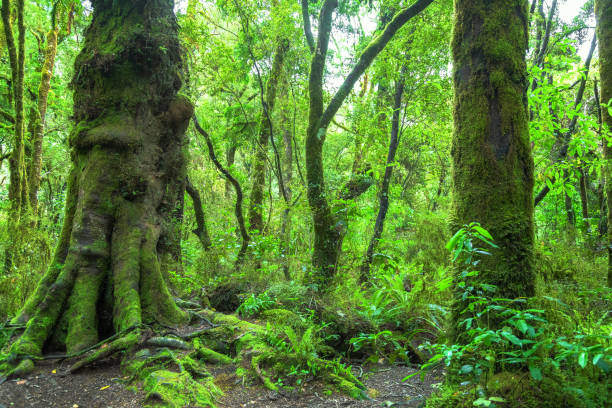 istock Jungle New Zealand 1165055423