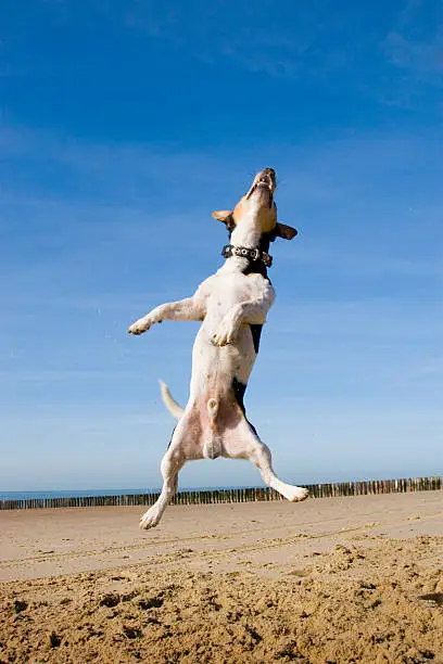 Jumping, flying Jack Russell Terrier.