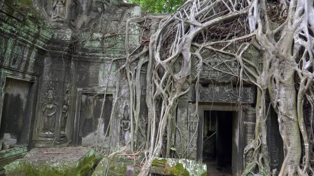 istock strangler fig roots at ta prohm temple in angkor 1165057469
