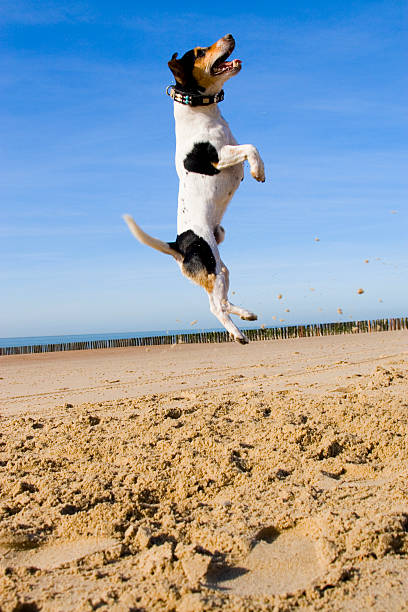 Jumping Jack Russell Jumping dog on the beach with a blue sky. Paws bent and open mouth. animal lips photos stock pictures, royalty-free photos & images