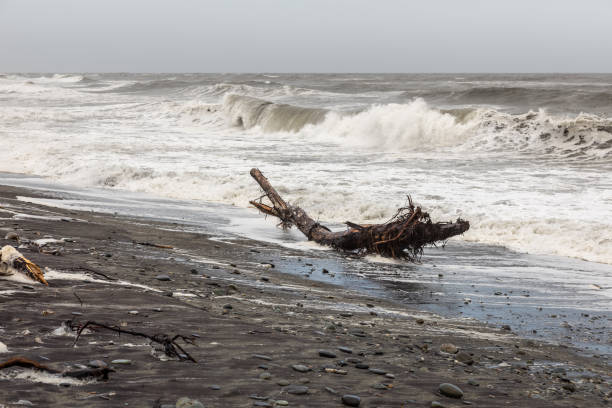 Old wooden snag on the sea shore
