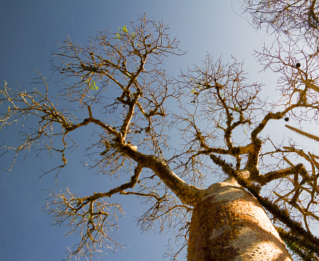 Landscape with Adansonia rubrostipa aka fony baobab tree, Reniala reserve park, Toliara, Madagascar