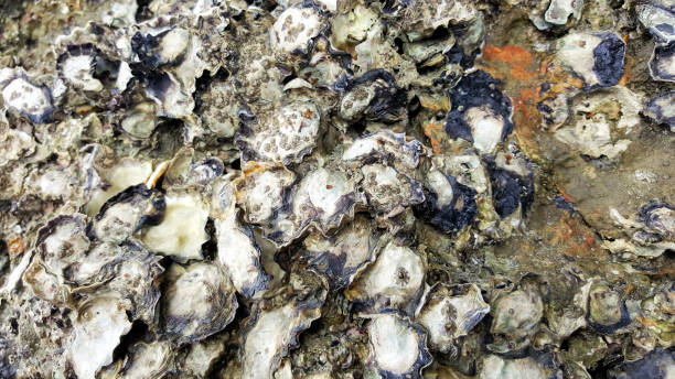 istock oyster shell on rock beach sea cave 1165059398