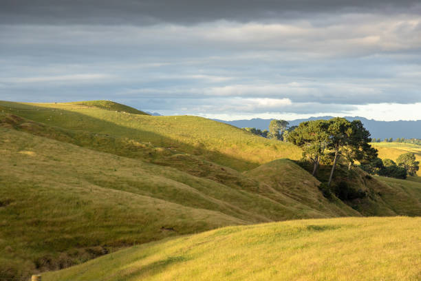 istock typical rural landscape in New Zealand 1165062432