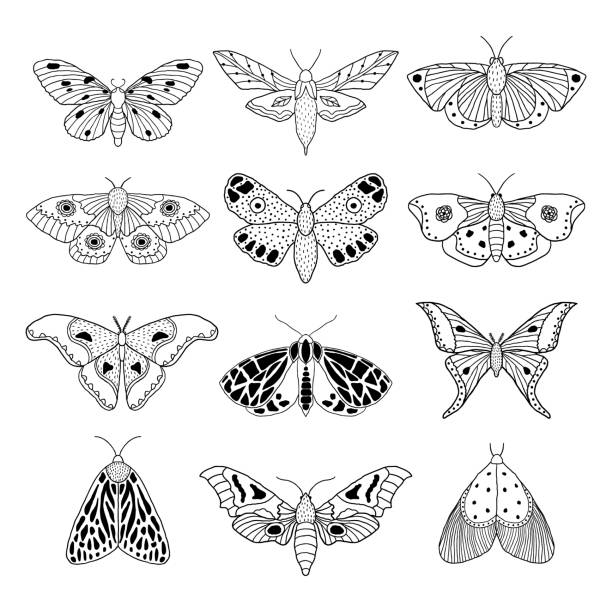 set of hand drawn moths Set of hand drawn moths and butterflies in doodle style on white background. clip art of butterfly on a flower tattoo stock illustrations