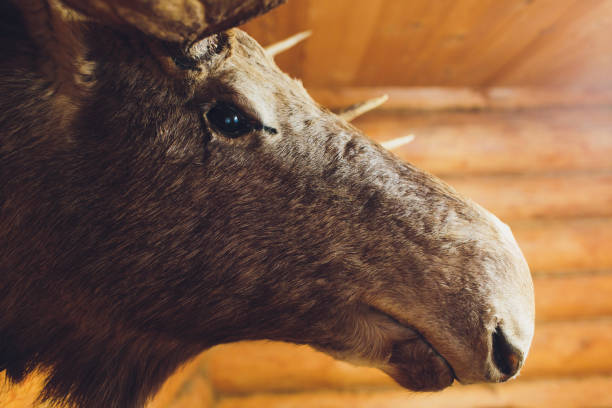 istock stuffed elk deer head on the wall of hunter house. 1165065561