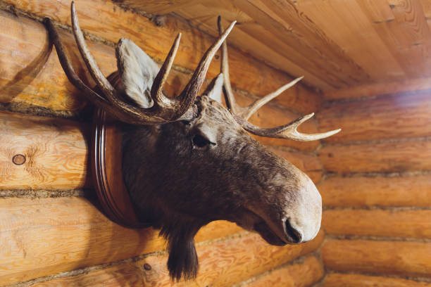 stuffed elk deer head on the wall of hunter house. stuffed elk deer head on the wall of hunter house taxidermy stock pictures, royalty-free photos & images