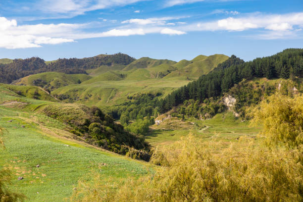 istock typical rural landscape in New Zealand 1165065643
